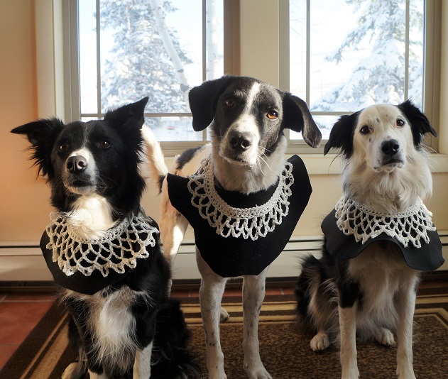3 b/w dogs wearing RBG type supreme court collars for halloween