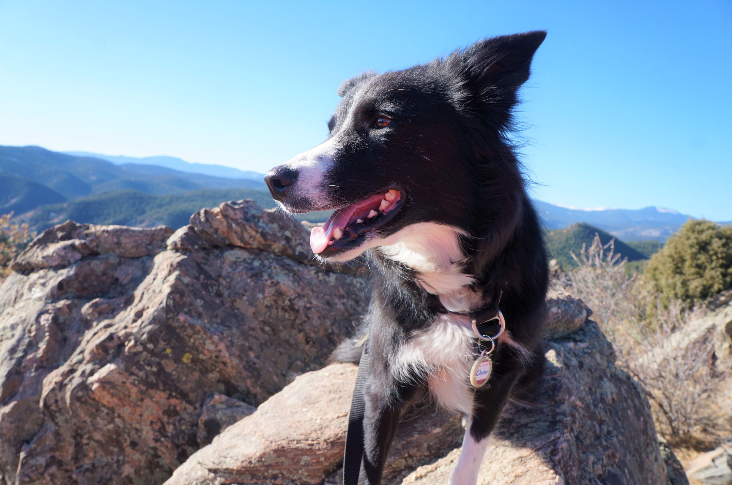 b/w border collie looking to the left on a mountain hike with rocks and blue sky behind her