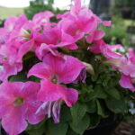pink petunias