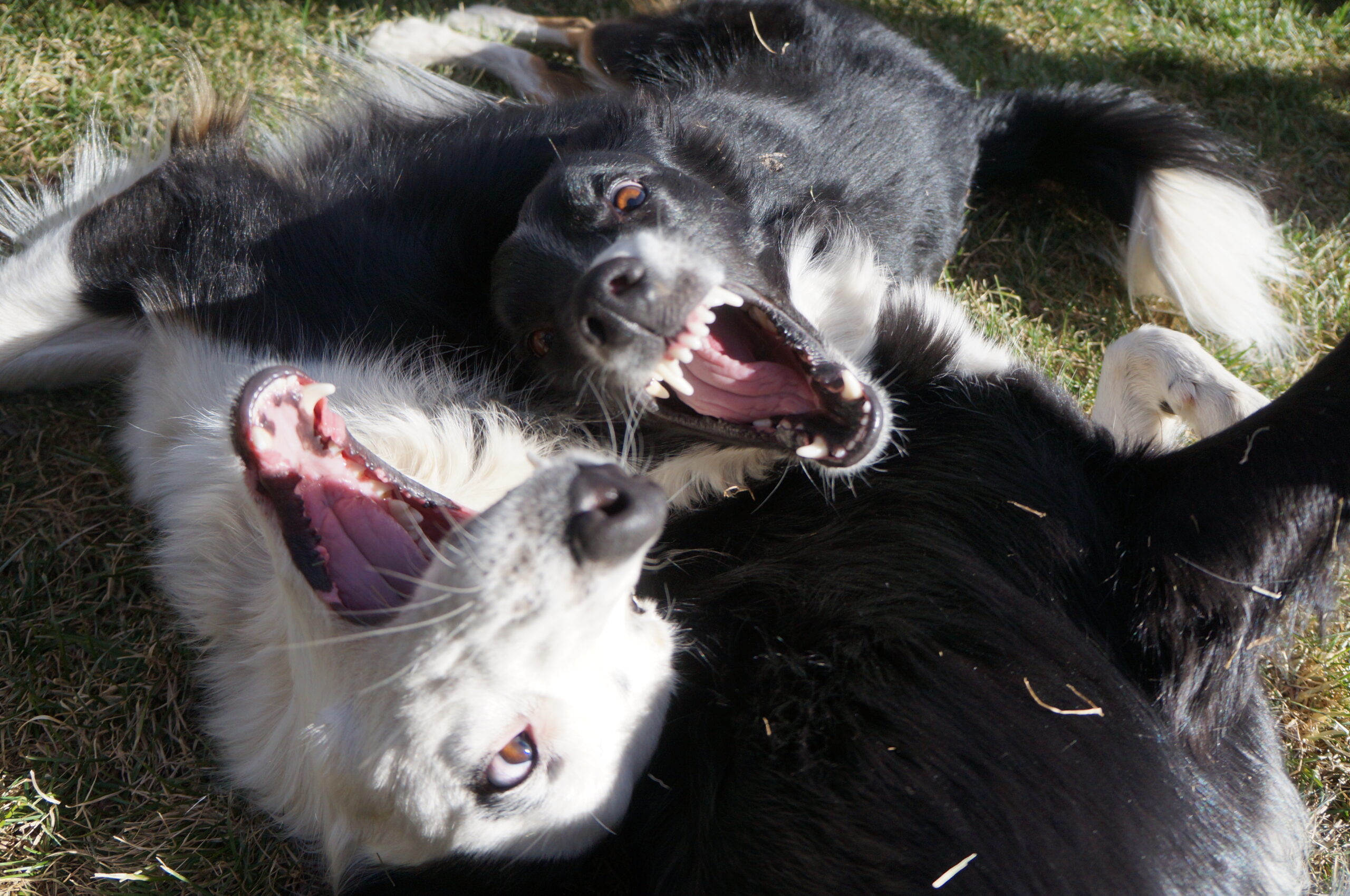 photo for email campaigns & newsletters page -- 2 b/w border collies making silly talking faces