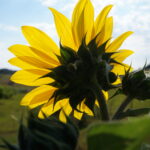 sunflower with green pasture and blue sky
