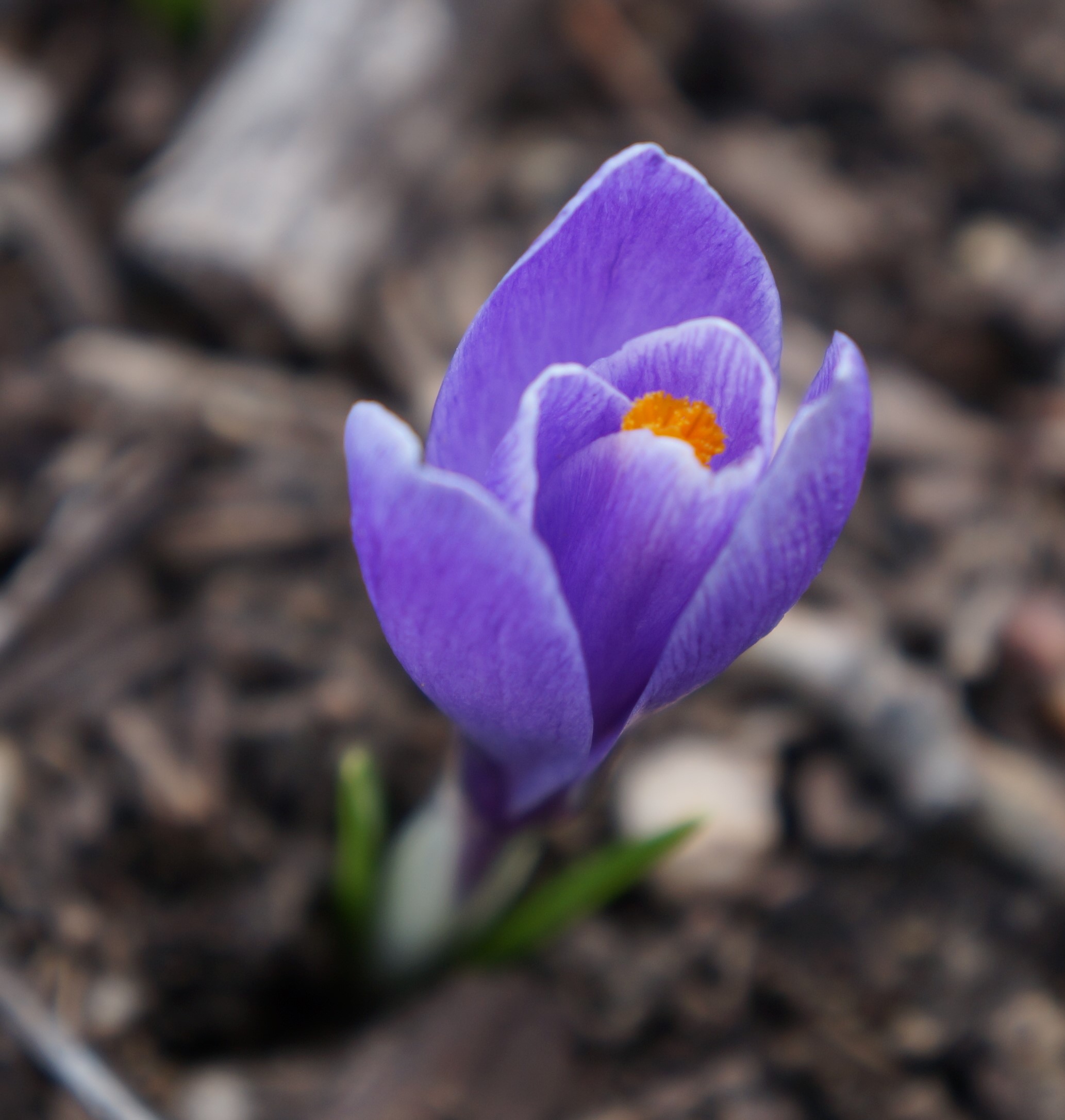 Roxanne Hawn recommendation - purple crocus photo